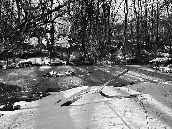 Azalea Pond, winter