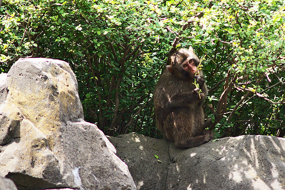 Snow Monkey Snack