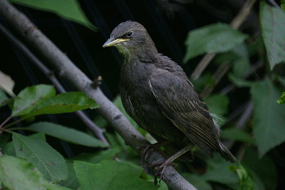 Baby Starling, Central Park
