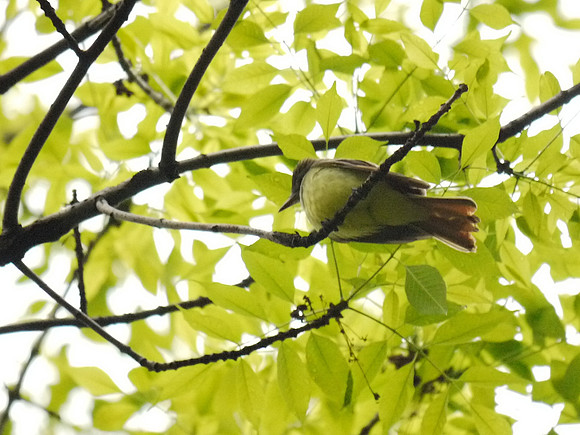 Great Crested Flycatcher, Central Park
