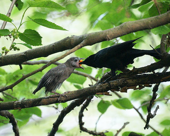 Grackle feeding, Central Park