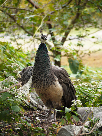 Peahen, Bronx Zoo