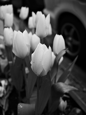 Tree-pit tulips, Yorkville