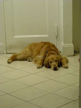 Bear is patient