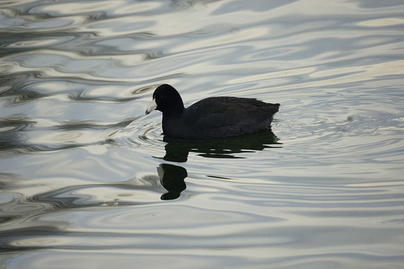 American Coot, Central Park Reservoir
