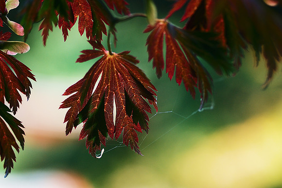 Japanese Maple leaves, Brooklyn Botanic Garden