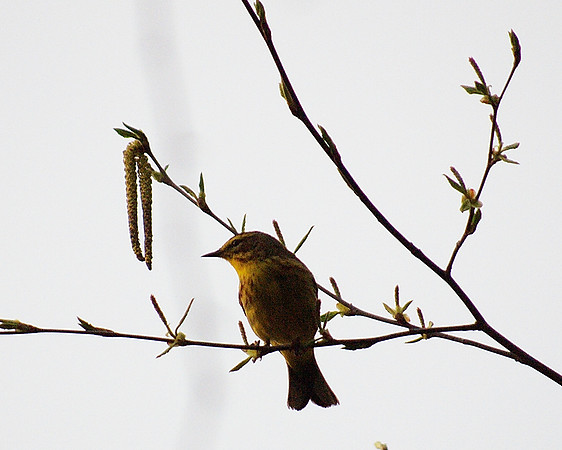 Palm Warbler