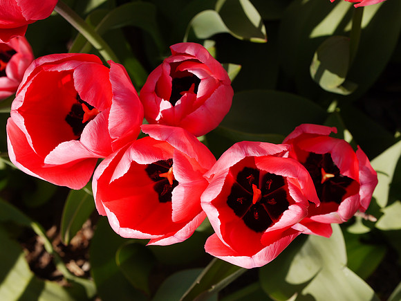Street tulips, Yorkville