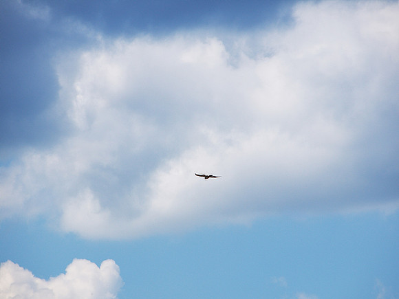 Hawk flying away