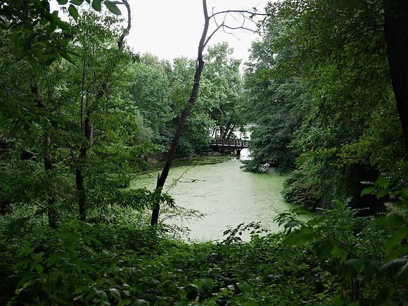 Summer:  north lobe of The Lake in Central Park, choked with duckweed