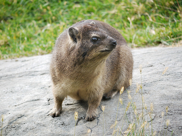Hyrax, Bronx Zoo