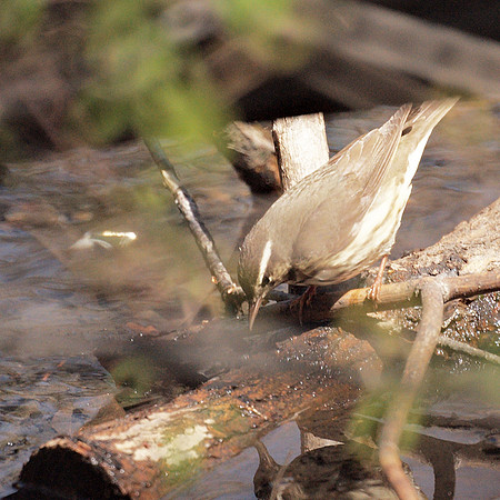Louisiana Waterthrush, Central Park