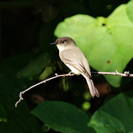 Eastern Phoebe, Central Park
