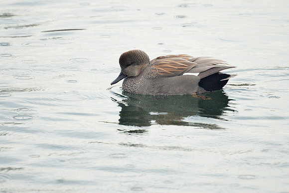 Gadwall, Central Park Reservoir