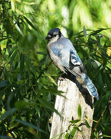 Bluejay portrait