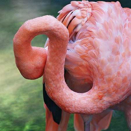Flamingo Abstract #1