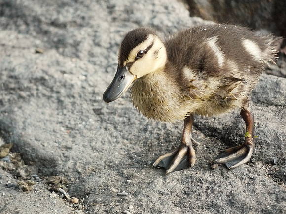 Duckling, Turtle Pond