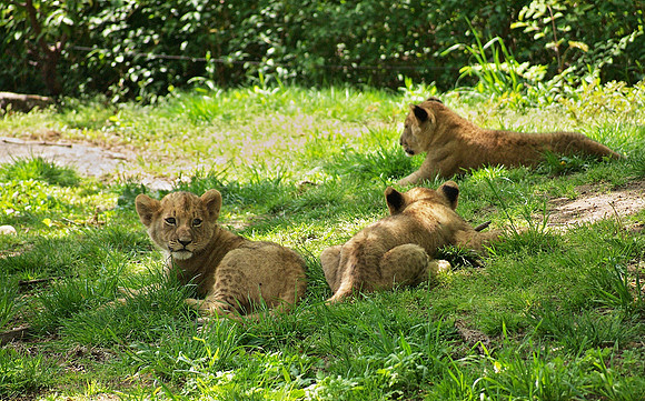 the cubs