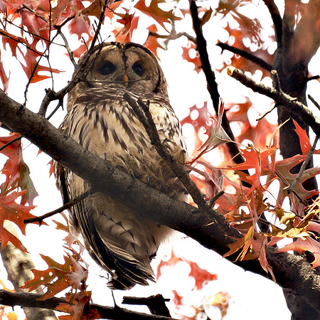 Barred Owl, Central Park