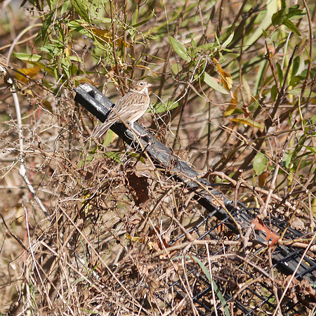 Vesper Sparrow, Inwood Hill Park
