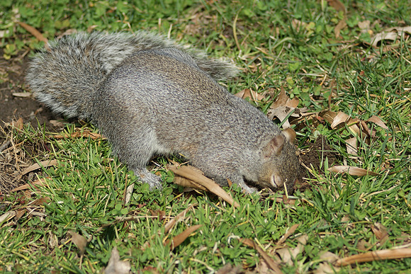 that acorn's here somewhere!