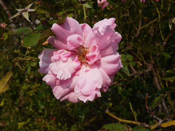 Rose, Brooklyn Botanic Garden