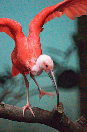 scarlet ibis
