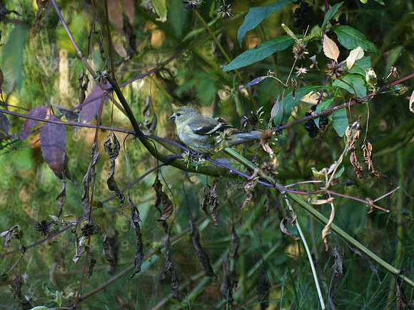 American Goldfinch, Central Park