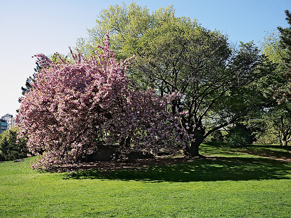 Cherry in Bloom, Cedar Hill