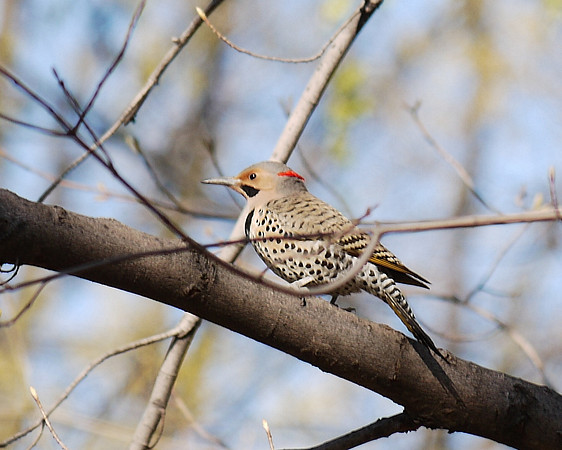 Northern Flicker, Central Park