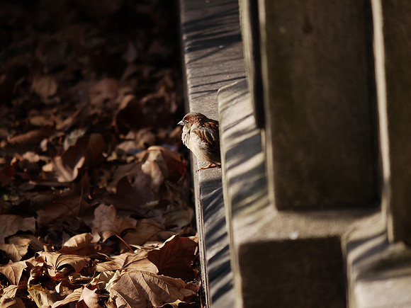 Sparrow, Bryant Park