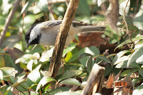 Black-Capped Chickadee, Central Park