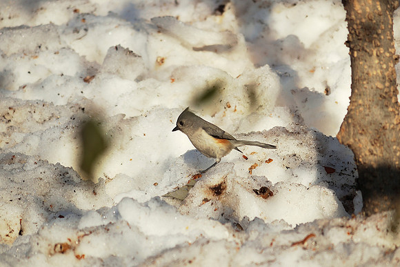 Tufted Titmouse, Central Park
