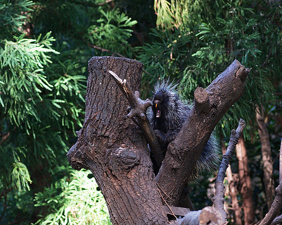 Porcupine, Prospect Park Zoo