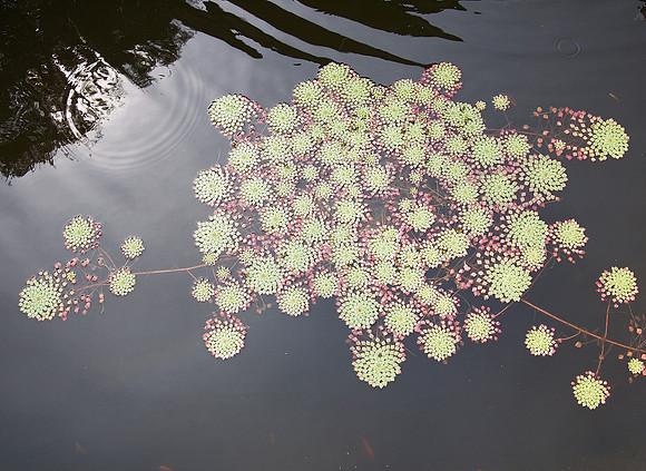At the Brooklyn Botanic Garden