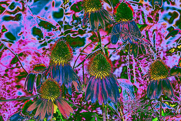 psychedelic echinacea