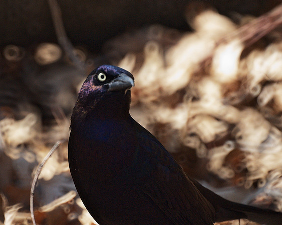 Grackle Portrait