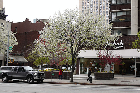 Callery Pear tree, First Avenue, Yorkville