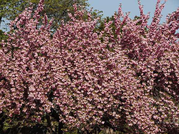 Cherry blossoms, Central Park