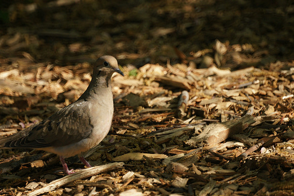 Mourning Dove, Central Park