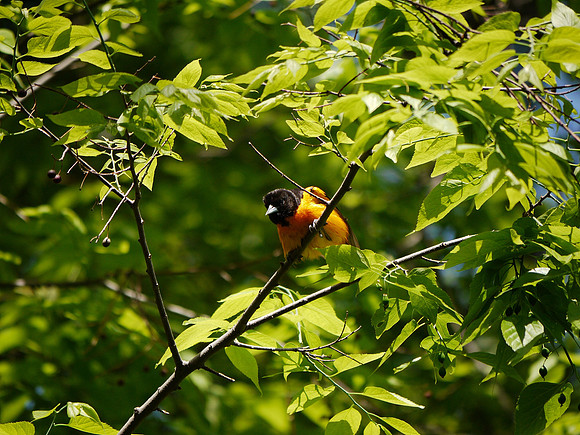 Baltimore Oriole, Central Park