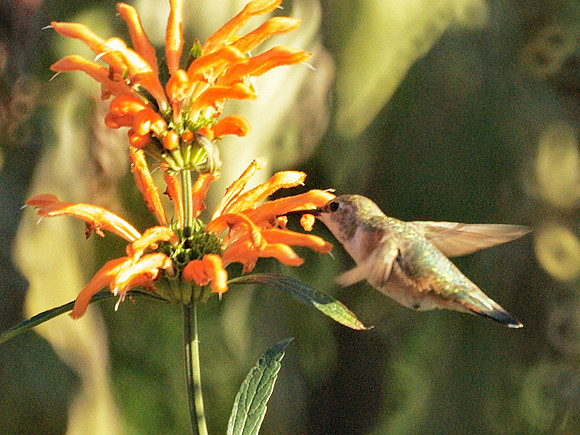 Rufous Hummingbird, Central Park Conservancy Garden