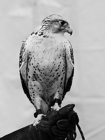 Gyrfalcon