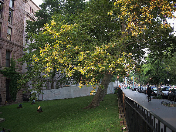 Near the Museum of Natural History