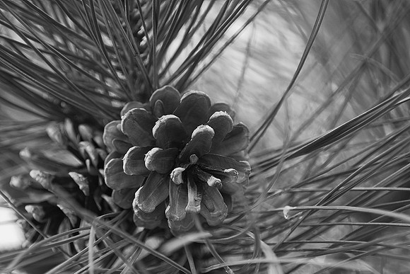 Pine cone