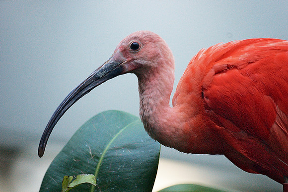 Scarlet Ibis portrait