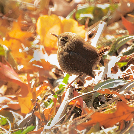 Winter Wren, Central Park