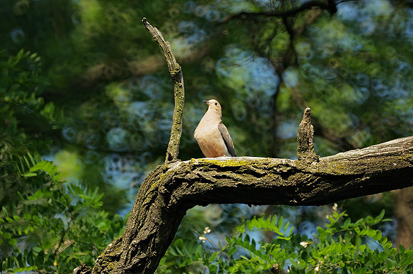 Mourning Dove, Central Park