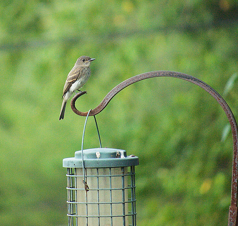 Eastern Phoebe