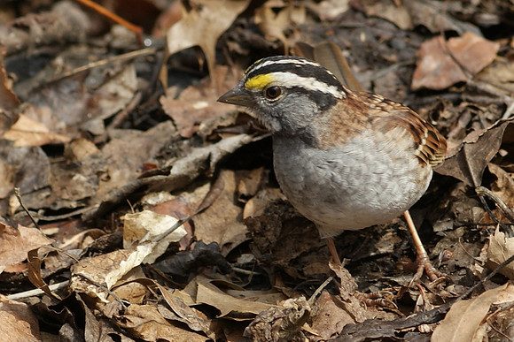 sneaking up on a seed